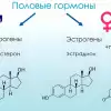 Женские гормоны у мужчины